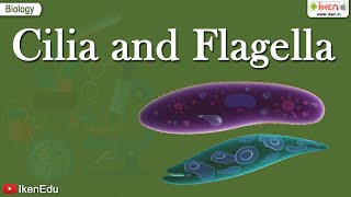 Cilia and Flagella  Class 11 Biology  Structural Organization of the Cell  iKen [upl. by Gavini508]