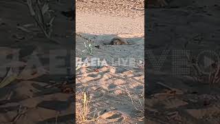 ilialivegr  Caretta Caretta γεννά τα αβγά της στην παραλία της Σπιάντζας [upl. by Cinom872]