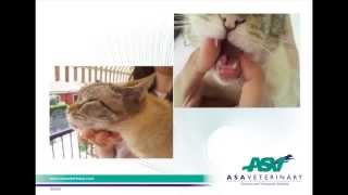 MLS® Laser Therapy for eosinophilic granuloma in a cat [upl. by Suez]