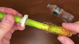 IKEA Bamboo Plant Water Replacement [upl. by Zacks]