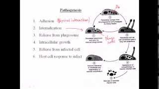 Rickettsia pathogenesis [upl. by Nomit611]