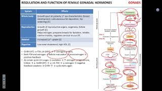 Gonadal hormones [upl. by Eilema]