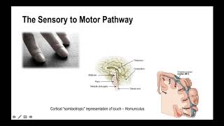 The Science of the Somatosensory System with Dr Emily Splichal [upl. by Lexine]