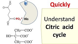 Krebs cycle [upl. by Tyoh]