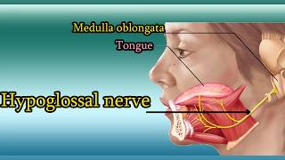 Hypoglossal nerve Test  XII Cranial Nerve functions and examination [upl. by Llevra311]