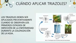 Grupo de los Azoles con los imidazoles y triazoles  Mecanismos de Acción [upl. by Heller972]