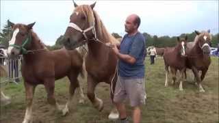 Concours de chevaux à la foire de CHANTOME 2014 [upl. by Canon]