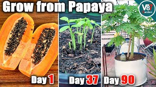 Easy Grow Papaya in Container From Seeds  Grow From Papaya  Part 1 [upl. by Thilda]