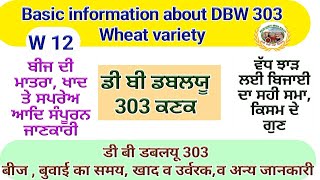 DBW 303 wheat variety ਡੀ ਬੀ ਡਬਲਯੂ 303 ਕਣਕ ਬਾਰੇ ਸੰਪੂਰਨ ਜਾਣਕਾਰੀ Shergill Markhai [upl. by Kariv62]