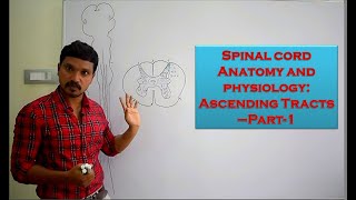 Spinal cord Anatomy and physiology Ascending Tracts Part 1 [upl. by Marcela]