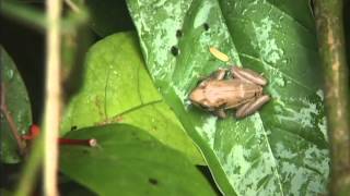 Coqui frogs given rare sanctuary on Hawaii Island [upl. by Teresina]