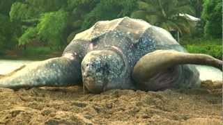 Sea Turtle Nesting Video [upl. by Atteynad937]