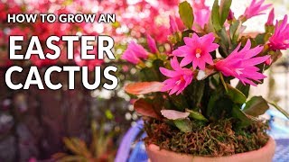 Tips For Growing An Easter Cactus Spring Cactus  Joy Us Garden [upl. by Aniela]