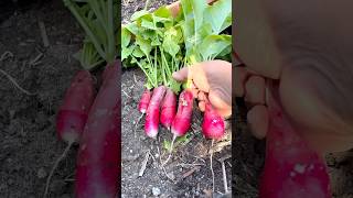 The best radish for a salad recipe 😀 these are French breakfast variety fyp gardening radish [upl. by Fong]