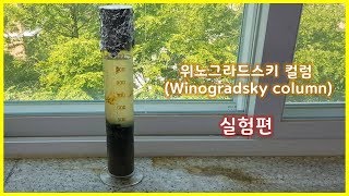 위노그라드스키 컬럼Winogradsky column 실험편 [upl. by Ahso600]