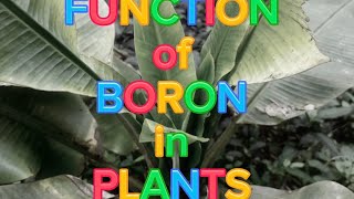 FUNCTION of BORON in PLANTS [upl. by Latreese]