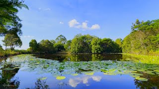 Serene Tranquility Lotus Pond Oasis under Azure Skies for Relaxation Sleep Stress Relief [upl. by Melburn850]