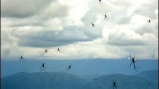 chuva de aranhas  lluvia de arañas  rain of spiders [upl. by Triny743]