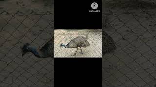 Emu Bird 😁😁😁😁emu emubird shortsfeed shortvideo shorts subscribe youtubeshorts trending big [upl. by Yralam44]