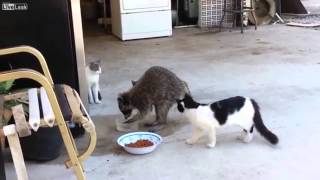 Raccoon Steals Cat Food voiceover [upl. by Orutra983]