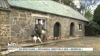 LE FEUILLETON  En Bretagne lépagneul breton a ses quotmordusquot [upl. by Akcirederf]