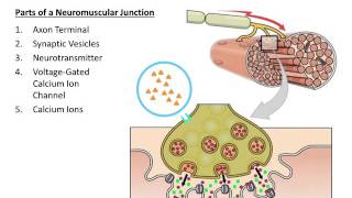 Muscular System The Neuromuscular Junction [upl. by Atinor]