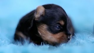 5 Day Old Yorkie Puppies Learning to Walk [upl. by Shaffert]