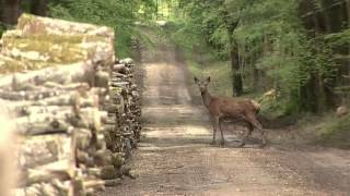 A la chasse au dahut par Quentin LAROCHE et son orchestre [upl. by Ojimmas]