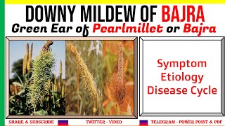 Green Ear or Downy Mildew of BajraPearlmillet Symptom Etiology Disease Cycle  PAC17 [upl. by Elroy960]