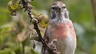 pardillo canto 1 HORA  singing Linnet [upl. by Kehr]