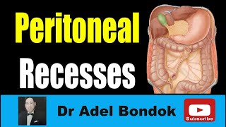 Peritoneal Recesses Dr Adel Bondok Making Anatomy Easy [upl. by Nalla]