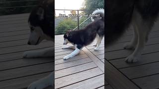 This husky This husky goes to eleven 🐺😤😅 siberianderpskies husky huskylife siberianhusky [upl. by Elleinod]