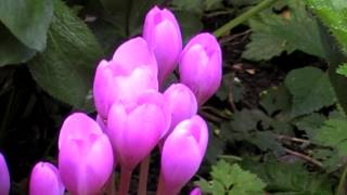 Poisonous Plants 121 Colchicum autumnale autumn crocus [upl. by Sakul863]