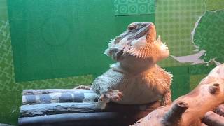 bearded dragon puffing beard to loosen shed [upl. by Kcirtemed]