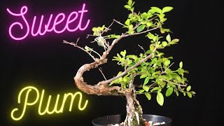 Chinese Sweet Plum Sageretia theezans Pruned and Repotted with Update [upl. by Enyrehtak394]