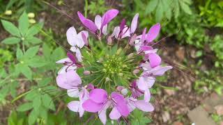 Spider Flowers Cleome hassleriana Plant Profile [upl. by Ettenahc]