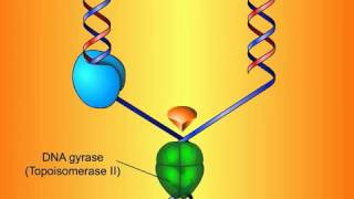 Fluoroquinolones Mechanisms of Action and Resistance clip [upl. by Bowes]