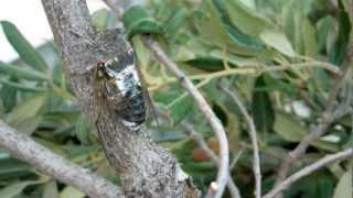 Cicada Singing [upl. by Singer]