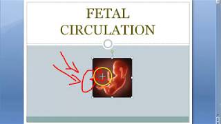 Anatomy Fetal Circulation shunts placenta ductus venosus arteriosis foramen ovale placenta function [upl. by Narok]