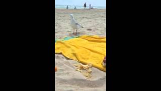 Seagull wants my chippies [upl. by Boothe461]