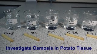 Osmosis Required Practical GCSE Biology [upl. by Broeker766]