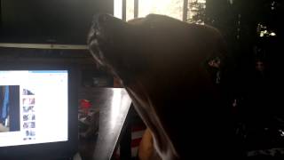 Pitbull Cant Howl [upl. by Aletta]