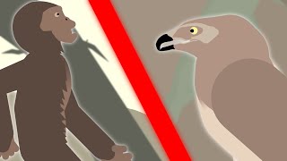 Australopithecus ape VS Haasts Eagle [upl. by Araccat179]