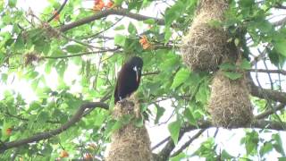 Oropendolas nesting in San José Costa Rica [upl. by Rese]