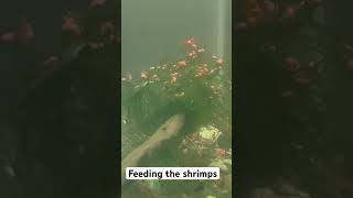 Feeding our shrimps  aquarium fish youtubeshorts youtube ytshorts shorts viralvideo facts [upl. by Kieryt]