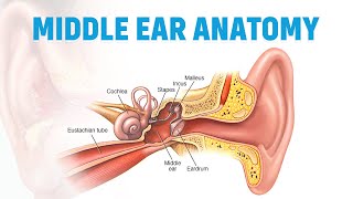 Eardrum to Ossicles Understanding Middle Ear Structure [upl. by Llennoc]