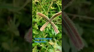 Dactyloctenium aegyptium nature mahandi biodiversity odisha cuttack [upl. by Sakul]