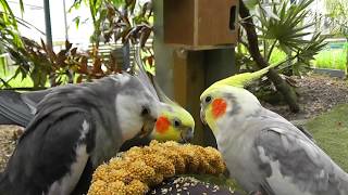 30 Minutes of Aviary Uninterrupted Narration Free  The Pheasantasiam Cockatiels Doves Quail [upl. by Punak716]