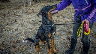 Beauceron [upl. by Leksehc]