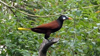 Montezuma Oropendola in Costa Rica [upl. by Naret872]